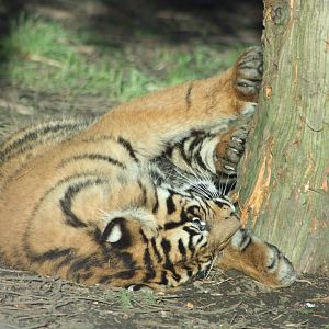 Sumatran Tiger cub, 2nd January 2015