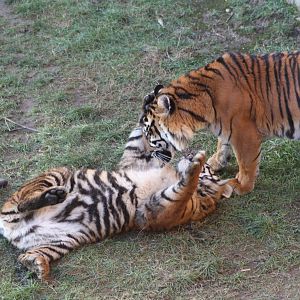 Surya and cub, 2nd January 2015