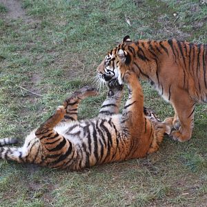 Surya and cub, 2nd January 2015