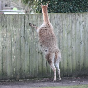 Inquisitive Vicuna, 2nd January 2015