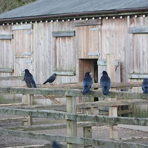 Hoping for a free meal, 2nd January 2015