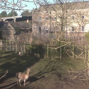 Vicuna paddock with hall behind, 2nd January 2015