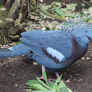 Victoria crowned pigeon