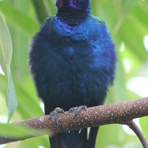 Purple glossy starling