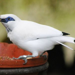 Bali mynah
