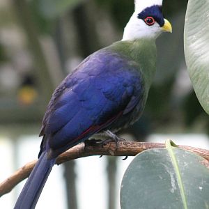 White-crested touraco