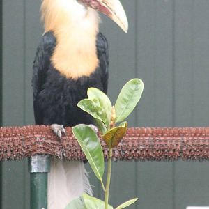 Blyth's hornbill male