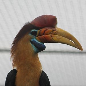 Sulawesi knobbed hornbill male
