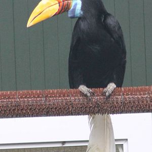 Sulawesi knobbed hornbill female