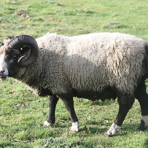 Ram, 29th October 2014