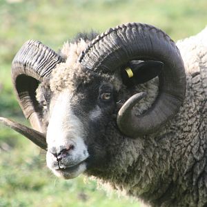 Ram, 29th October 2014