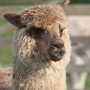 Alpaca, 29th October 2014