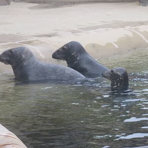 Grey Seals Brookfield Zoo November 2014