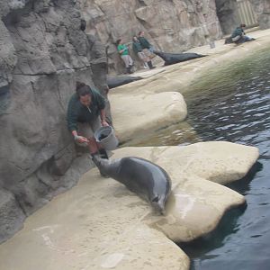 Grey Seals Brookfield Zoo November 2014