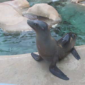 california sea lion brookfield zoo
