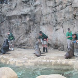 california sea lion brookfield zoo