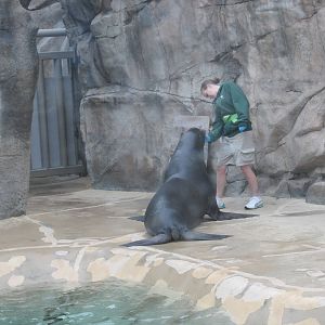 california sea lion brookfield zoo