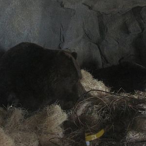 Grizzly bears Brookfield zoo November 2014