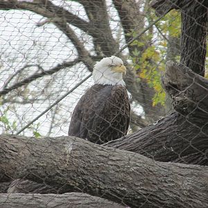 bald eagle brookfield zoo