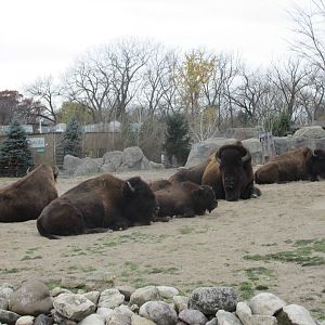 Bison Brookfield Zoo november 2014