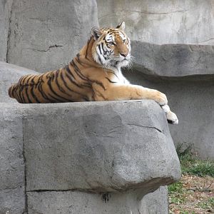 amur tiger brookfield zoo
