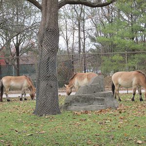 Prezwalski horses Brookfield zoo - November 2014