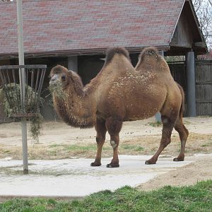 bactrian camel brookfield zoo