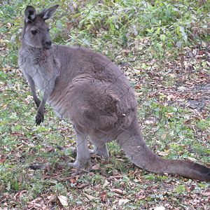 black faced kangaroo brookfield zoo