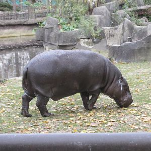 Pygmy Hippopotamus Brookfield Zoo - NOVEMBER 2014