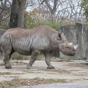 Black Rhinoceros Brookfield Zoo November 2014