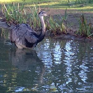 Greater Rhea