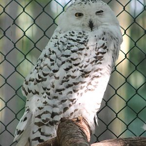 Snowy owl