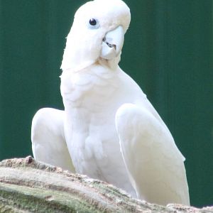 Goffin's cockatoo