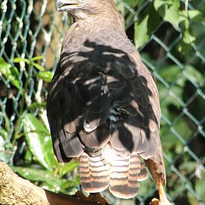 Common buzzard