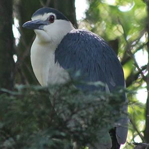 Black-crowned night heron