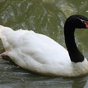Black-necked swan
