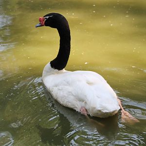 Black-necked swan