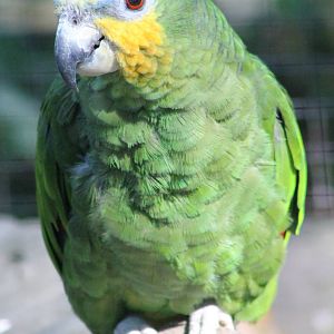 Orange-winged amazon parrot