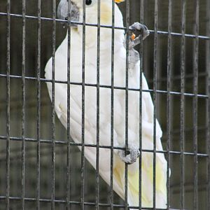 Orange-crested cockatoo