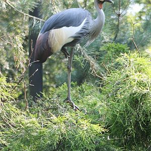 Crowned crane