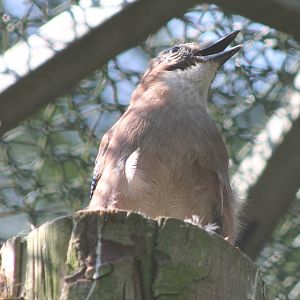 Eurasian jay
