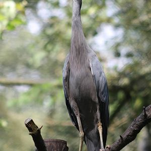 White-faced heron