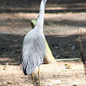White-faced heron
