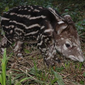 Baby mountain Tapir (Tapirus pinchaque)