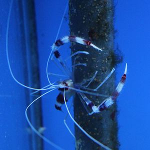 Banded Coral shrimp