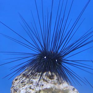 Long-spined sea urchin