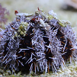 Pincushion sea urchin