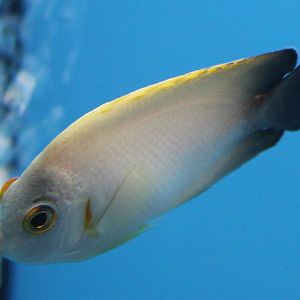 Pearlscale angelfish