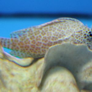 Leopard blenny