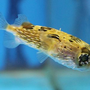 Porcupine fish ID